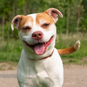 HSHV Junior Volunteers